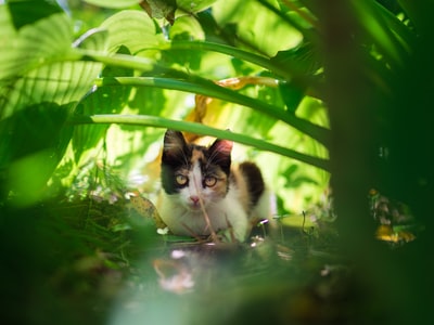 在绿色草地上的白色和黑色的猫
